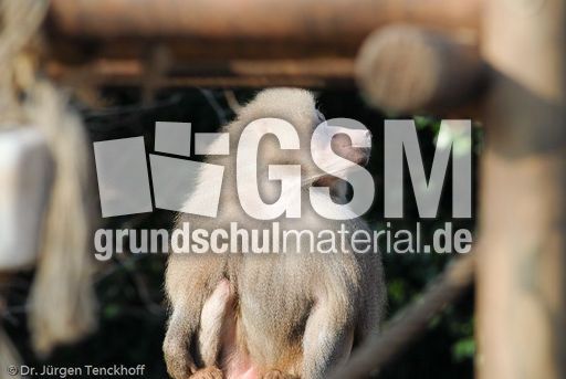 Mantelpavian (5 von 16).jpg